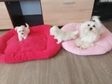 Малтийска болонка