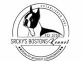 Boston terrier Puppies