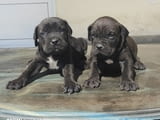 Cane Corso