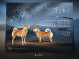 Champion litter of Shiba inu