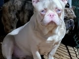 Pink Caramel French Bulldog