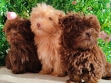 Bolonka Zwetna puppies