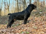 Южноафрикански мастиф – Boerboel кученца