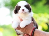 Бордър Коли Border Collie кученца