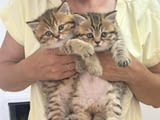 British cats on offer!