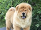 Chow Chow Амазинг Puppies for sale!