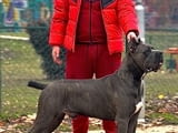 Кученца от породата Кане Корсо