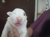 Sinai State Kennel New Litter