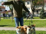 Akita inu puppies - Japanese