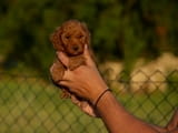 Toy and mini poodles