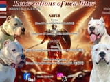 Dogo Argentino puppies