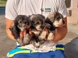 Miniature Schnauzer pepper salt
