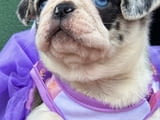 Exclusive Pug Puppies