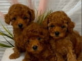 We offer beautiful toy poodle puppies