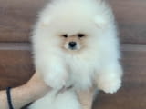 Померан – красиви пухкави кученца