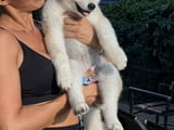 Akita Inu Female Puppies
