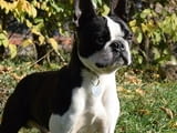 Boston terrier puppies