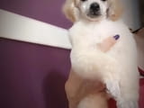 Miniature poodles white and black show quality puppies