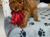 Red miniature poodles