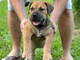 Южноафрикански мастиф – Бурбул кученца