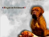 Dogue de Bordeaux Бордо Дога кученца