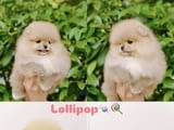I am selling Pomeranian puppies
