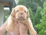 Бордоска Дога (Dogue de Bordeaux) красиви кученца