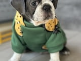 Exotic Pug