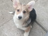 Welsh Corgi puppies