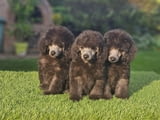 Offered gray poodle