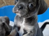Exotic pug