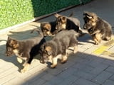 German Shepherd Dog