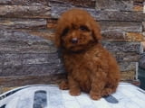 We offer toy pupies