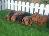 Dachshunds