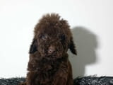 Toy poodle puppies