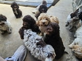 Lagoto Romagnola puppies
