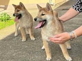 Кученца Шиба Ину от отлични родители