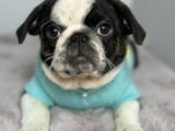 Exotic pug