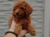 Poodles