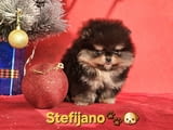 Pomeranian Boo – кученца CHOCOLATE & TAN  НОВО