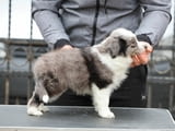 Border Collie – кученца