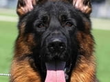 German Shepherd female puppies