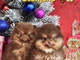 Померан Бу кученца