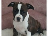 American Staffordshire female
