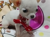 Mini chihuahuas