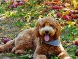 Goldendoodle