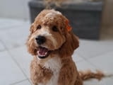 Labradoodle