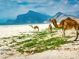 Най-доброто от Оман с водач от България! Туристическа програма с включени закуски и вечери & Гаранти