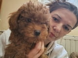 Red toy poodles