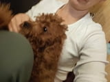 Red toy poodles
